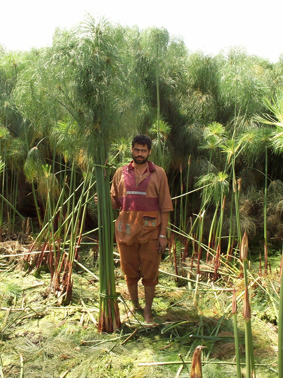 10 Bogen Blanko Papyrus Format A4 – Gratis Lesezeichen