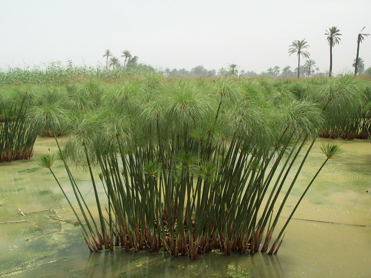 10 Bogen Blanko Papyrus Format A5