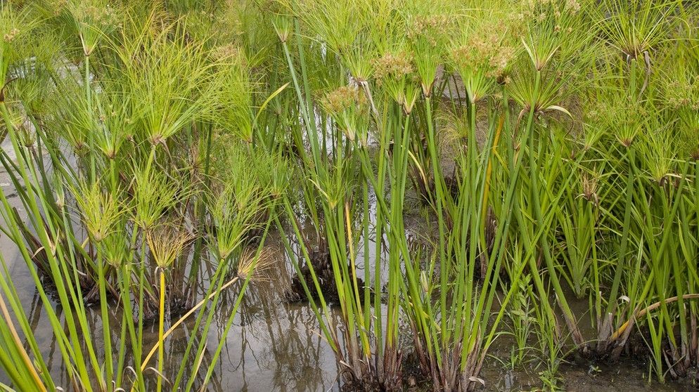 Papyrus Antique Blanc - 22 x 32 cm A4 - Bord Naturel