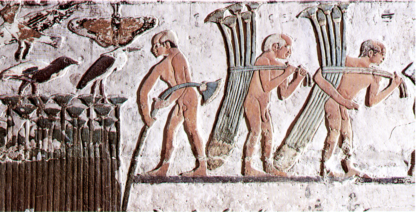 Plasterboard papyrus harvest