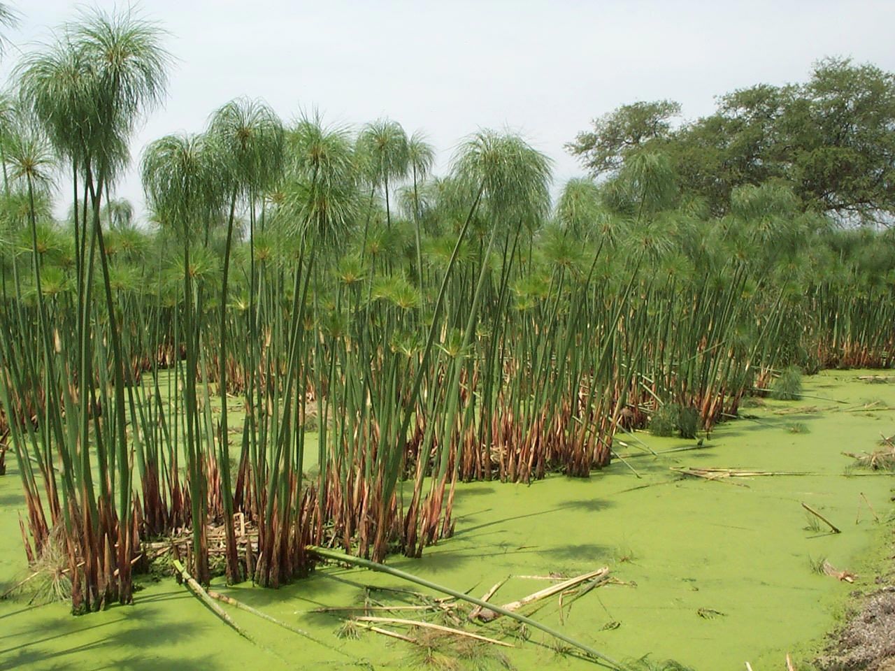 Écrire comme dans l'Égypte ancienne